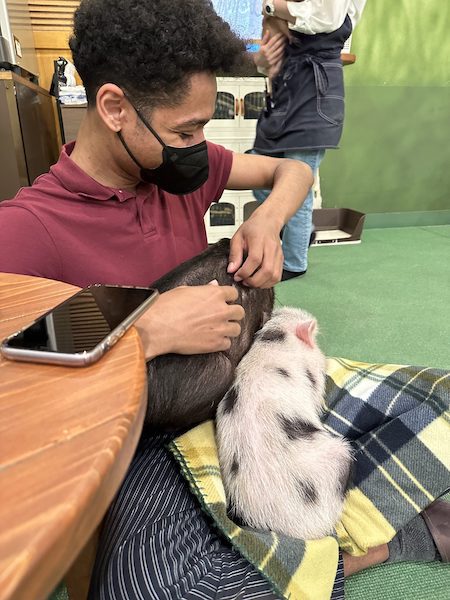 A young man at mipig cafe with a white and black pig in his lap.