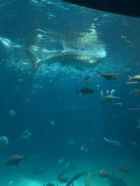 Whale shark and other oceanic fish in an aquarium at Osaka Aquarium Kaiyukan.