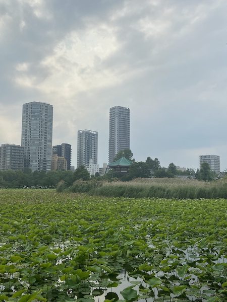 Shinobazu Pond filled with water lilies with Ueno Toshogu Shrine and Tokyo skyscrapers in the background.