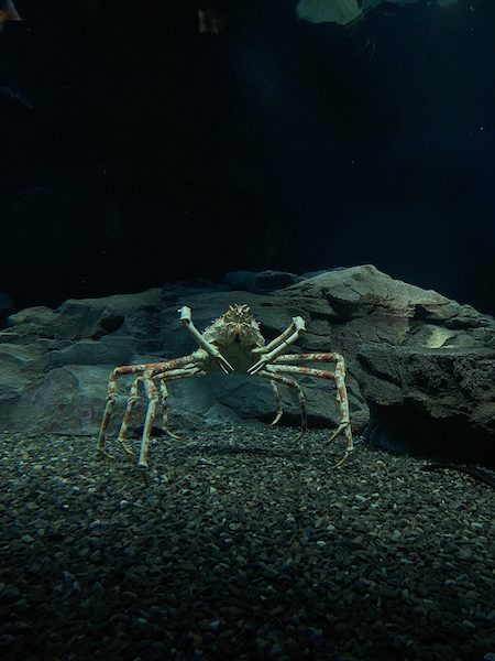 Japanese Spider Crab at Osaka Aquarium Kaiyukan