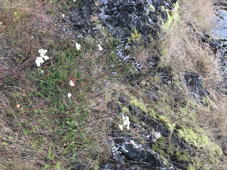 Lichens and Mosses in Qaqortoq