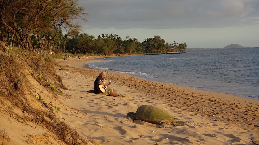 A local musician playing his guitar and serenading a turtle on the beach in Kihei.