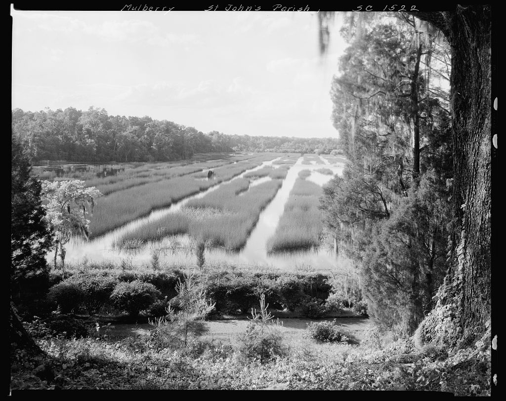Rice Plantation in South Carolina Lowcountry (1938)