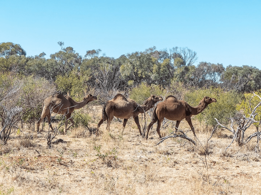 Feral dromedary camels in Australia's Outback.