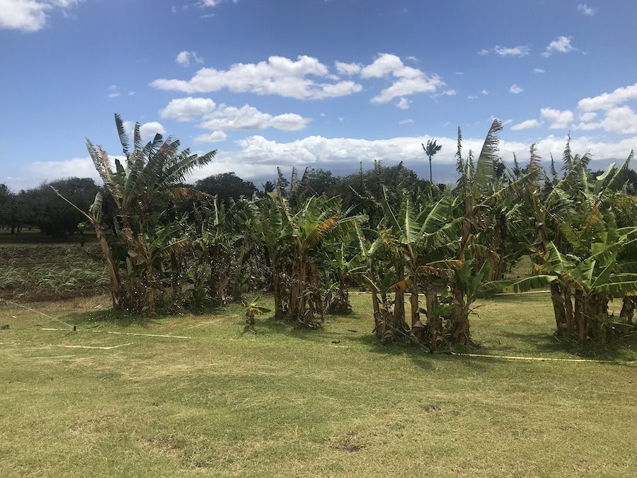 Rows of fruit trees at Maui Tropical Plantation