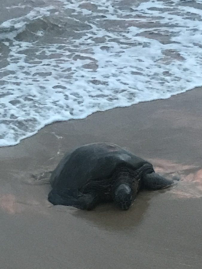 Sea turtle crawling on to the beach, just before sunset.