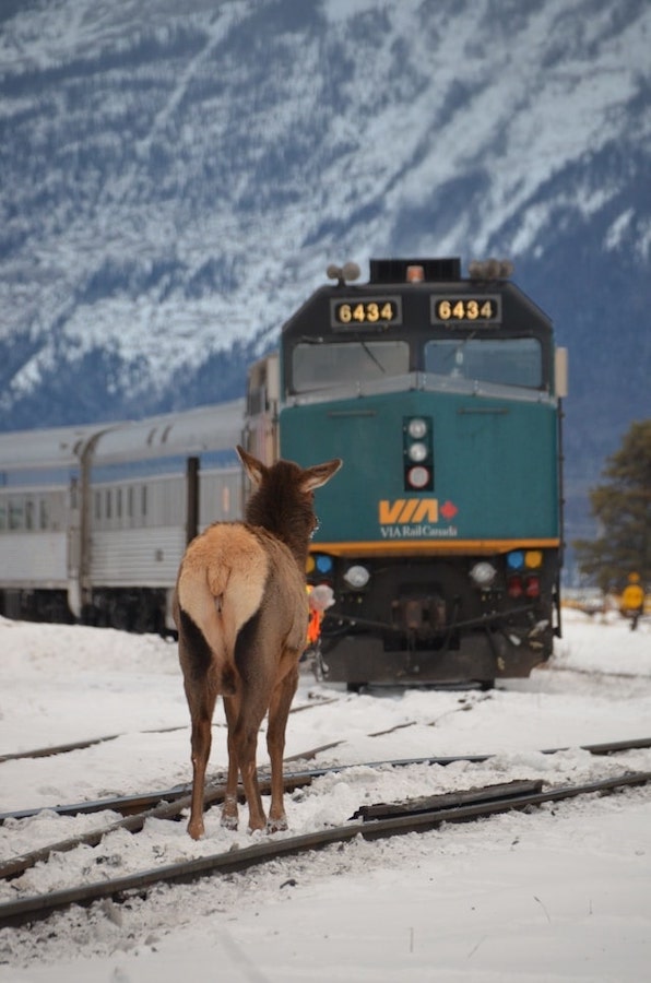 Elk traffic jam on VIA Rail train journey.