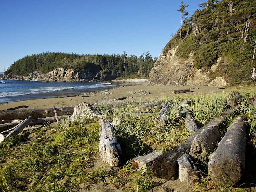 Driftwood on the beach at Tapaltos Bay.