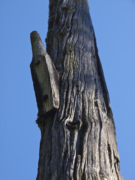 Pole stands as evidence of the Old Cape Beale Telegraph Line.