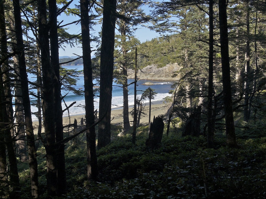 Glimpse of the sandy beach and surf of Tapaltos Bay through the trees.
