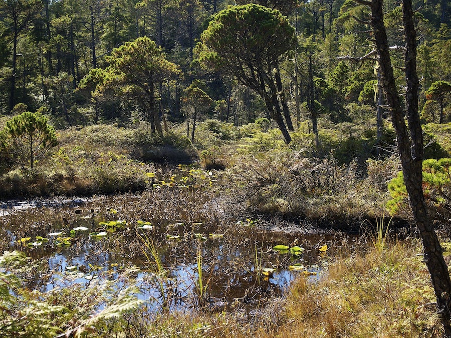 A bog along the Cape Beale Trail.