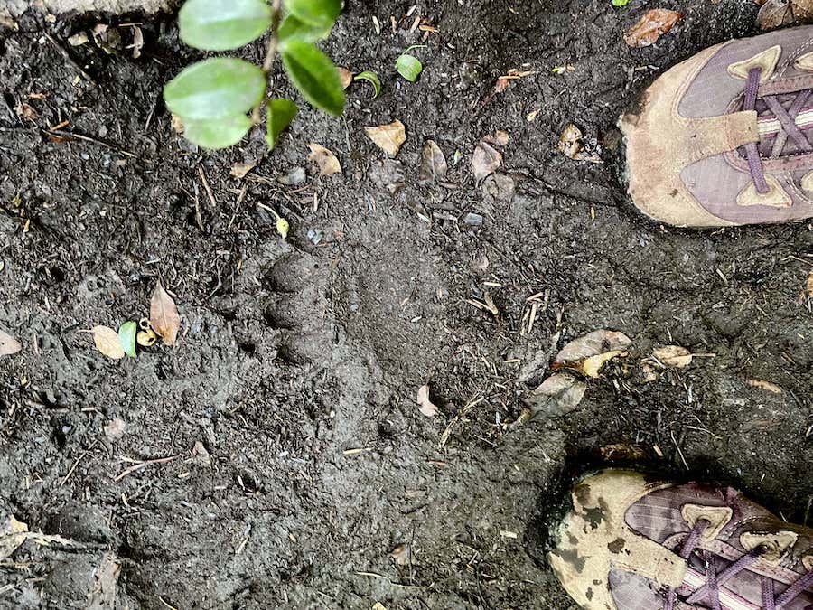 Bear Tracks in the mud on the Cape Beale Trail