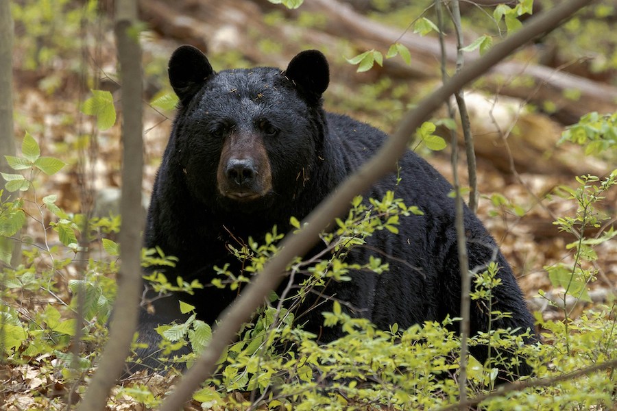 Black bear in the forest.