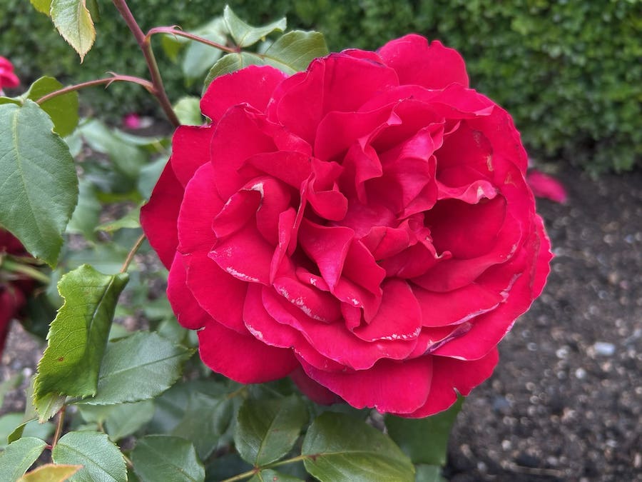 Gigantic Red Rose in King’s Garden at Rosenborg Castle