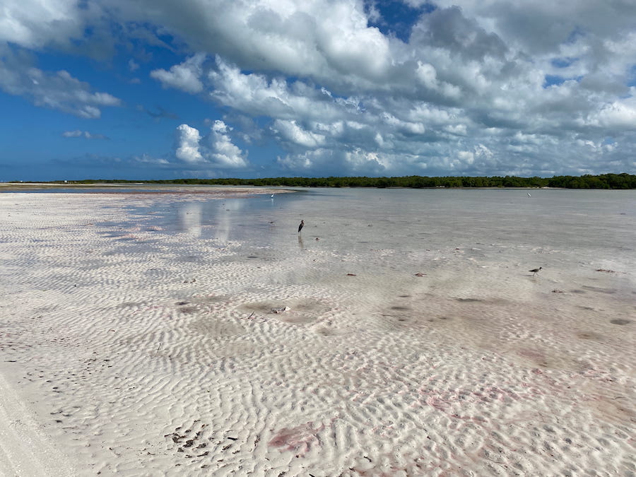 Piping plovers, reddist egret and other birds in the shallows of Punta Mosquito.