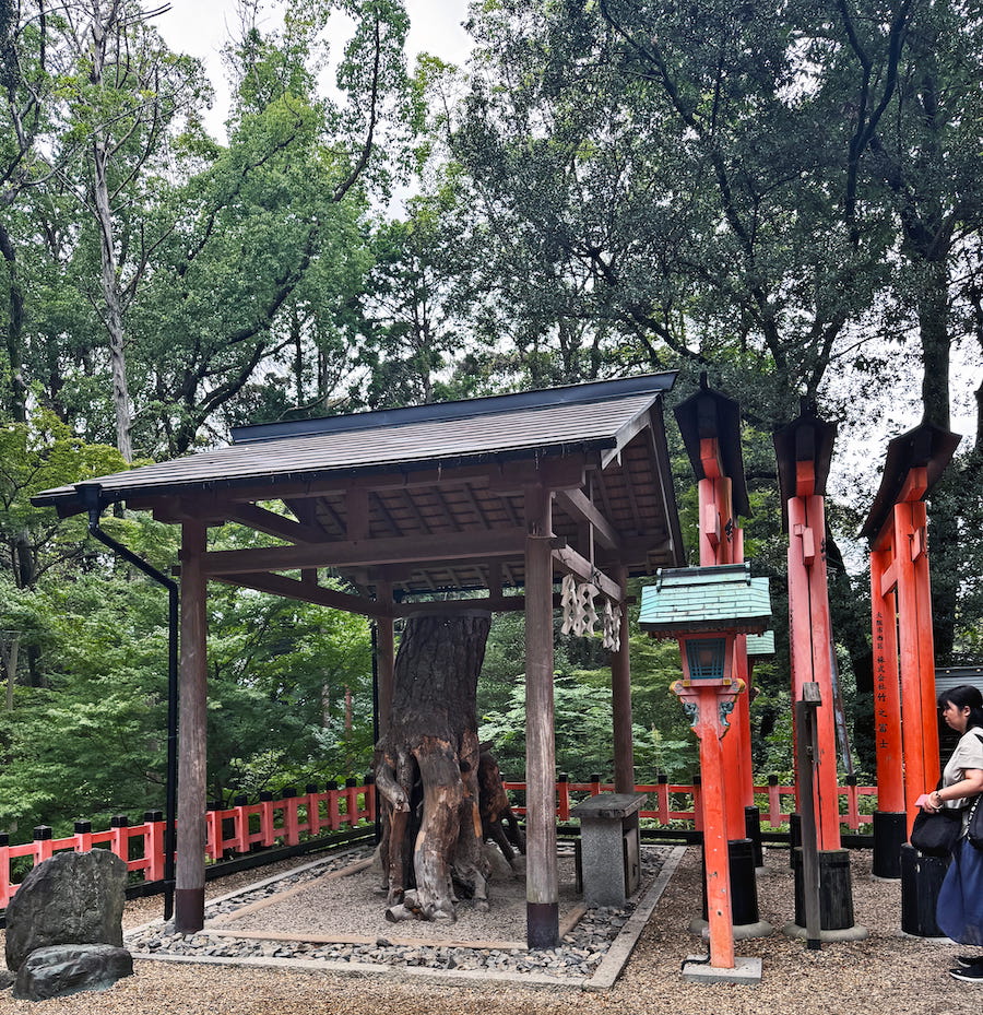 Paying homage to 'pine tree with uplifted roots' at Inari shrine is thought to help people in business. Part of Japanese culture at shrines and temples in Japan.
