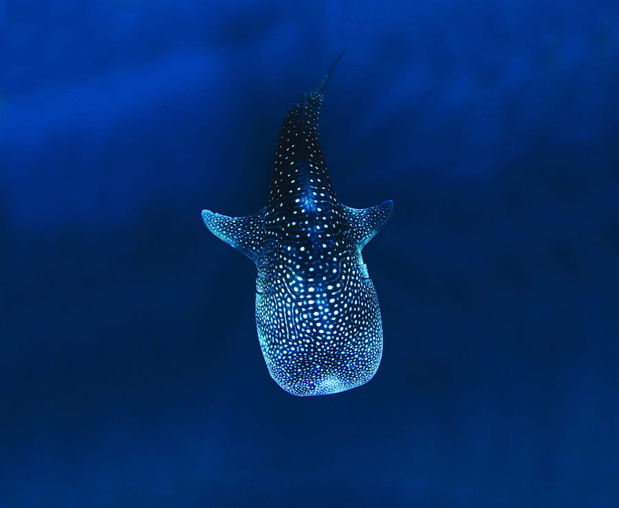 Whale shark off of Isla Holbox.
