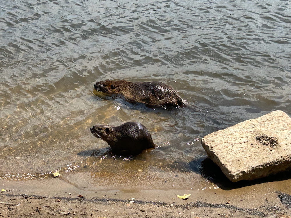 A pair of nutria wandering through the shallows of the Vtlava River.
