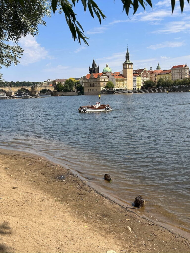 An entertaining scene from Strelecky Island over the Vtlava River. Two men steer a boat fashioned as an old car across the river, while nutria ramble through the shallows.