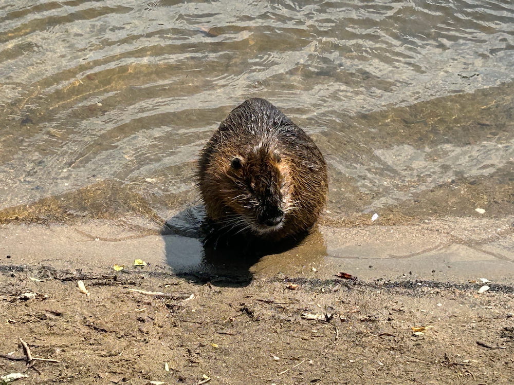 A nutria on the banks of the Vtlava River.