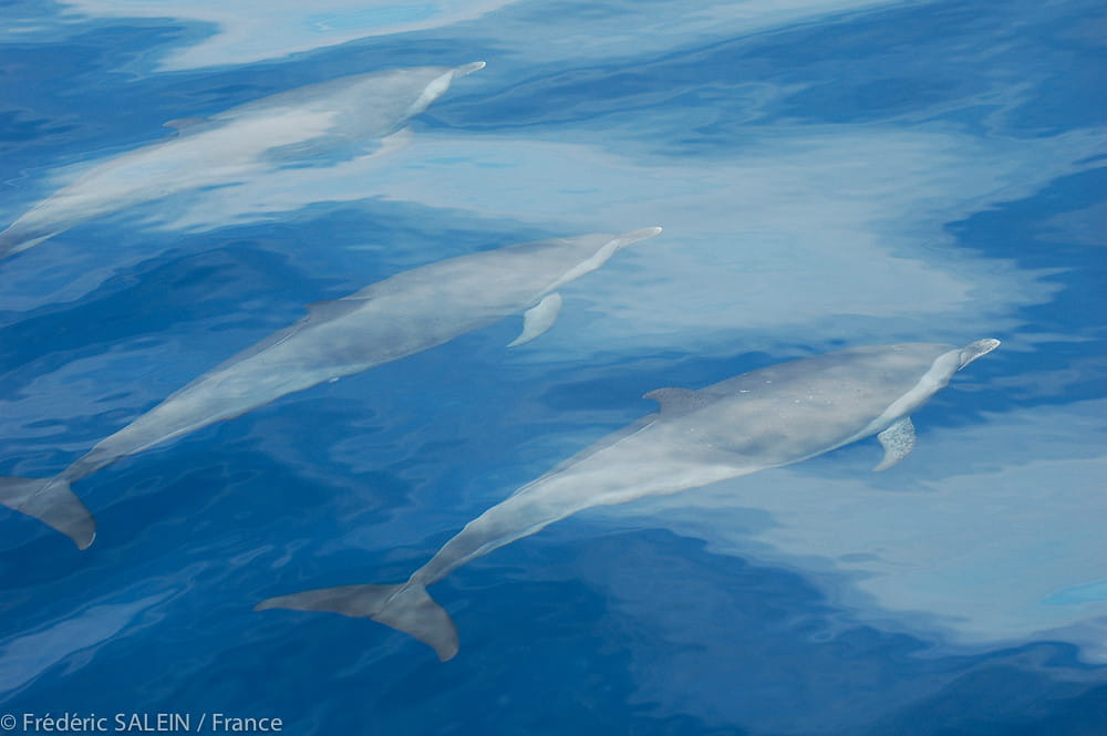 3 dolphins swim side by side underwater, off of Martinique.