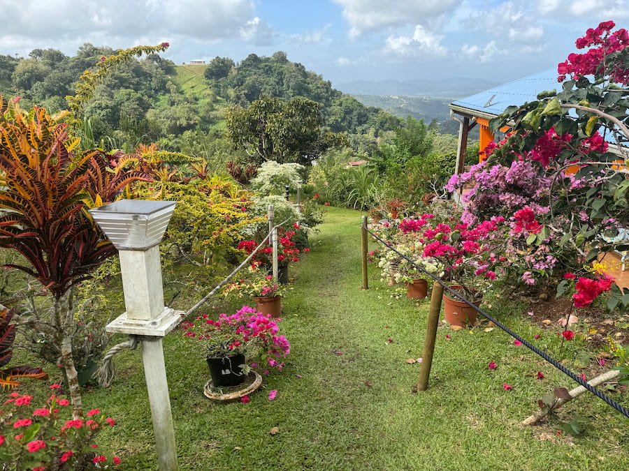A walk down the garden path at Jardin de la Montagne, surrounded by flower and views over Martinique.