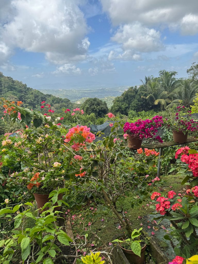 Flowers and a view from Jardin de la Montagne, one the highest point of Martinique.