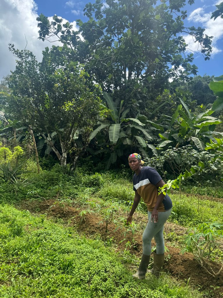 Organic farmer Jessy Lessort showing us around the tropical farm.
