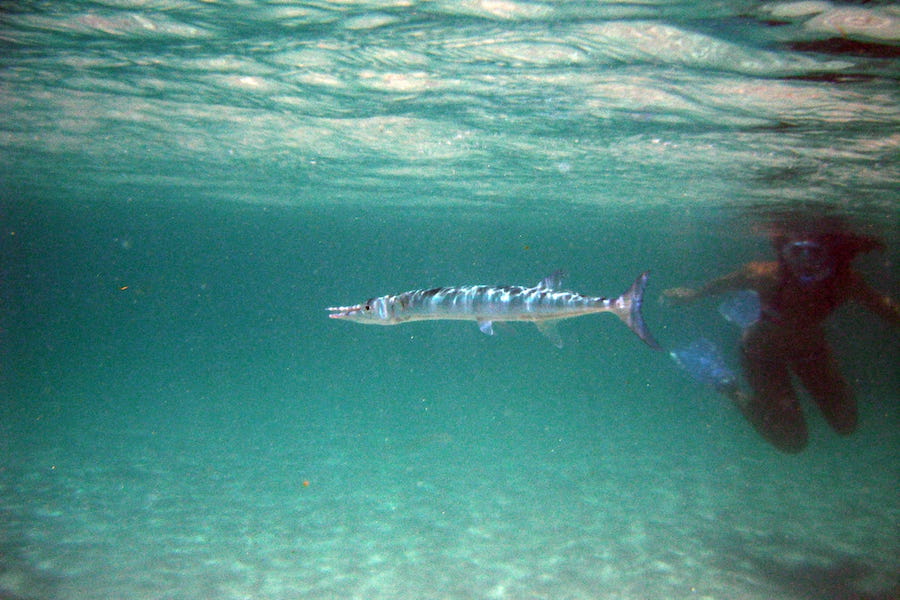 Snorkeling in Martinique with a Hound Needlefish in the foreground and a snorkeler watching in the background.