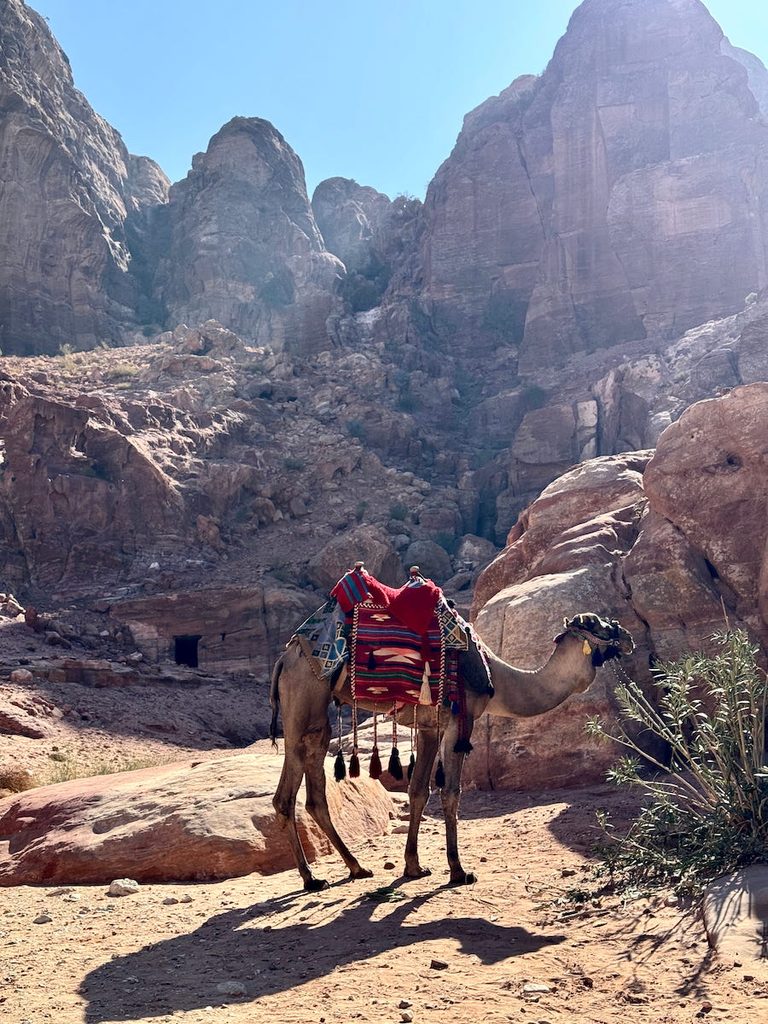 A colourful camel stands out in the desert. Behind a cave which might have once been home to a Bedouin family.