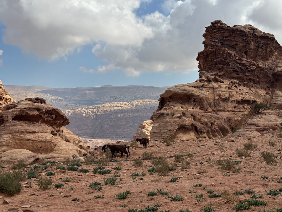 The goats share our view over the valley from just above Ad-Dayr.