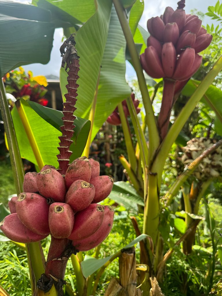 A bunch of bananas on a pink banana plant. Also known as a hairy banana.